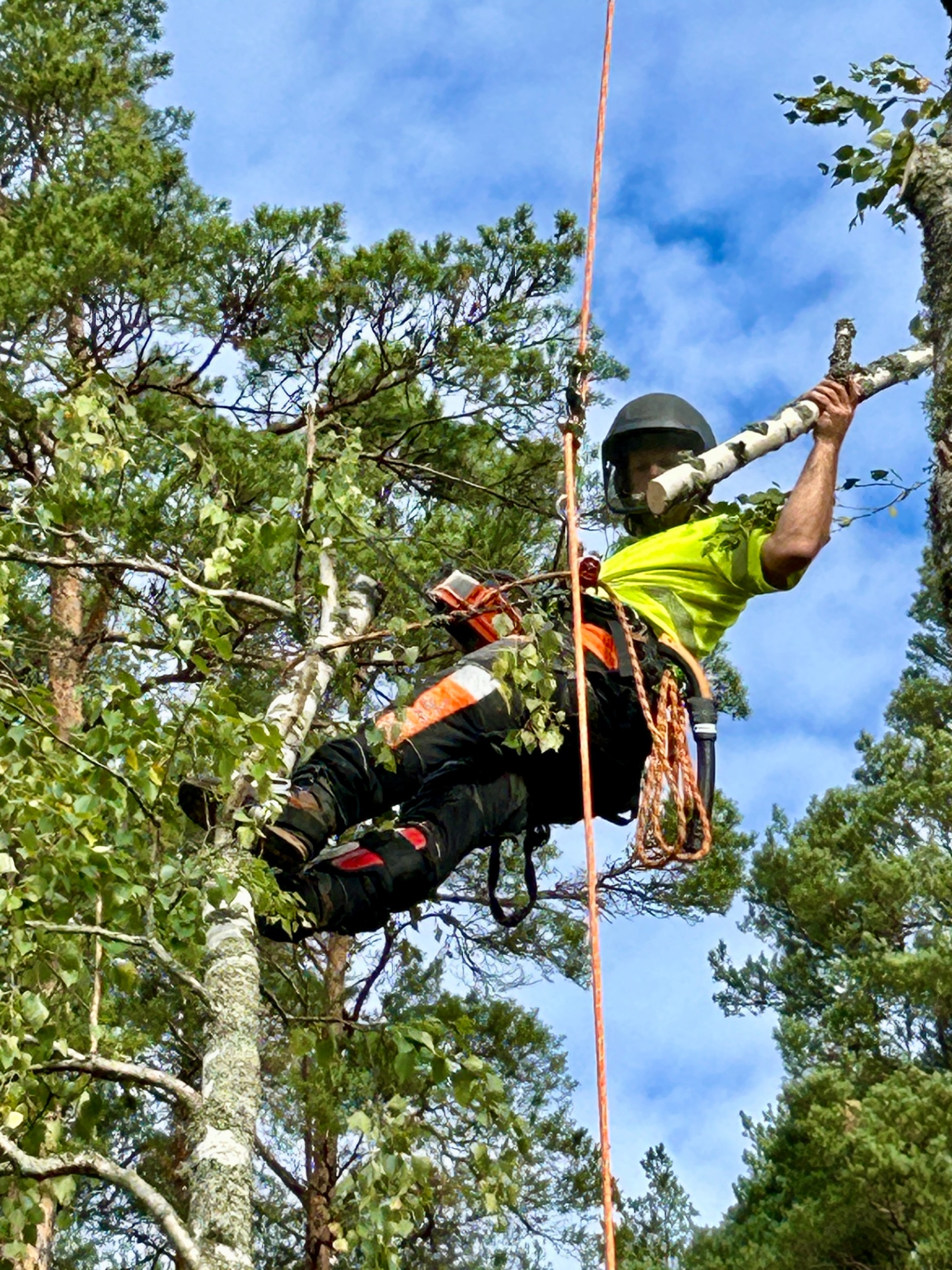 Klättrande arborist i arbete