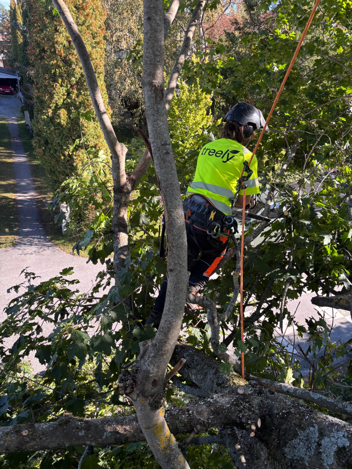 Arborist i arbete nära en bostadsgata